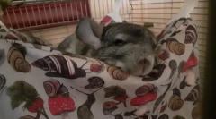 Kako nazvati chinchilla, imena za dječake i djevojčice